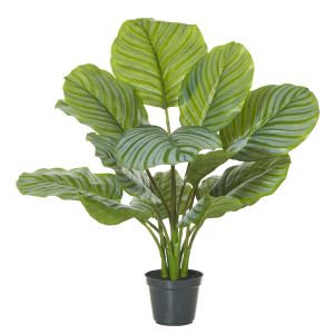 Rogue Calathea Plant-Garden Pot Variegated/Black 50x50x64cm