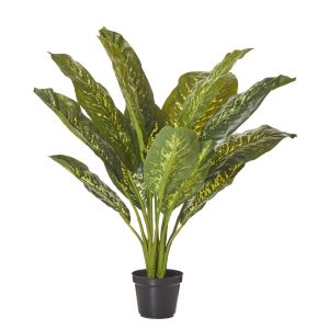 Rogue Dieffenbachia Plant-Garden Pot Variegated & Black 65x65x64cm