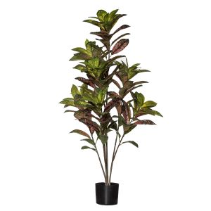 Rogue Croton Plant-Garden Pot Green/Burgundy 60x54x122cm