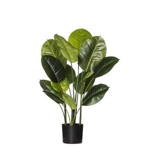 Rogue Evergreen Plant-Garden Pot Green/Black 50x50x80cm