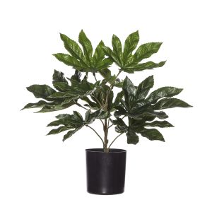 Evergreen by Rogue EG Aralia Plant-Garden Pot Green/Black 40x40x30cm