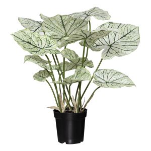 Rogue Black Caladium Plant-Garden Pot White 55x55x59cm