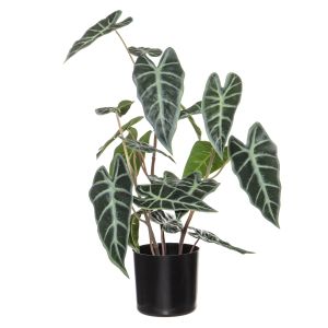 Rogue Alocasia Plant-Garden Pot Green 40x40x50cm