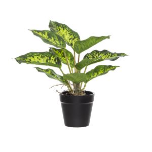 Rogue Dieffenbachia Plant-Garden Pot Variegated 30x30x25cm