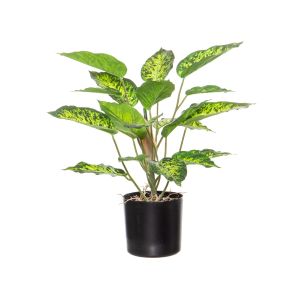 Rogue Dieffenbachia Plant-Garden Pot Variegated 40x40x51cm