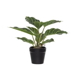 Rogue Aglaonema Plant-Garden Pot Variegated 30x30x25cm