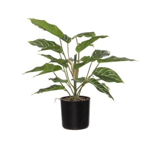 Rogue Aglaonema Plant-Garden Pot Variegated 40x40x51cm