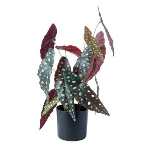 Rogue Spotted Begonia-Garden Pot Green 35x35x51cm
