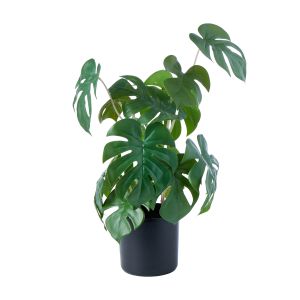 Rogue Mini Monstera-Garden Pot Green 30x3x50cm