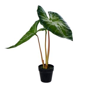 Rogue Alocasia-Garden Pot Green 41x26x61cm