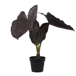 Rogue Alocasia Plant-Garden Pot Purple 19x19x82cm