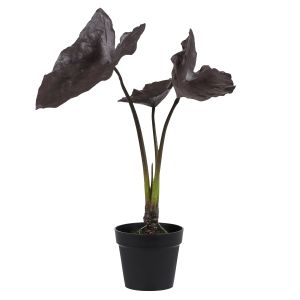Rogue Alocasia Plant-Garden Pot Purple 20x20x94cm