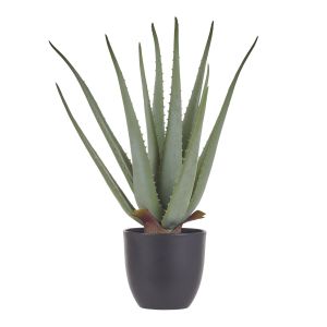 Rogue Aloe Plant-Garden Pot Green 45x45x50cm