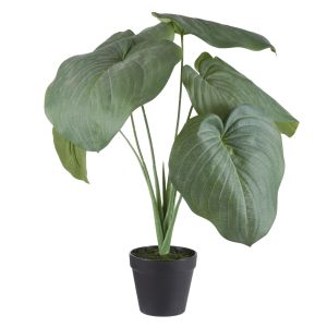 Rogue Hosta Plant-Garden Pot Green 38x42x55cm