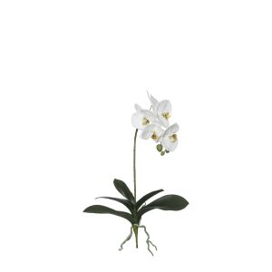 Rogue
Black Label RB Grand Phalaenopsis Plant White 35x15x62cm