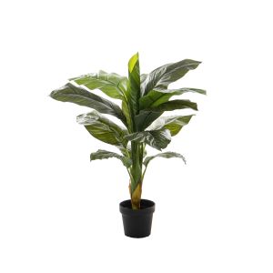 Rogue Evergreen EG Giant Spathiphyllum Plant-Garden Pot Green 60x60x100cm