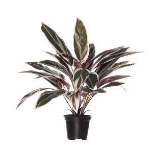 Rogue Cordyline Plant-Garden Pot Pink/Green 40x40x45cm