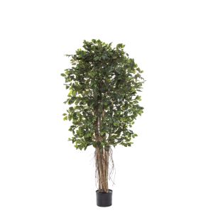Rogue Ficus Retusa Tree Green 80x80x183cm