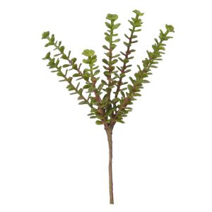 Rogue Herb Succulent Green 10x5x19cm