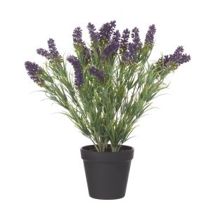 Rogue Lavender Plant-Garden Pot Purple & Green 34x34x35cm