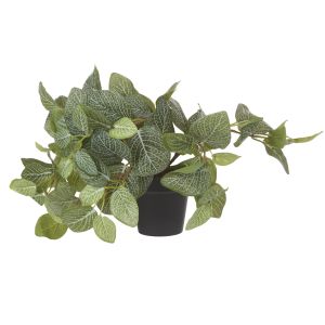 Rogue Fittonia Bush-Garden Pot Green & Black 36x34x35cm