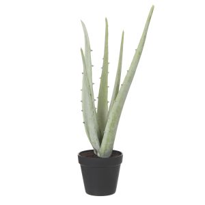 Rogue Aloe Plant-Garden Pot Grey-Green 18x18x51cm