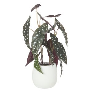 Rogue Spotted Begonia-Tub Pot Green & Purple 26x26x53cm