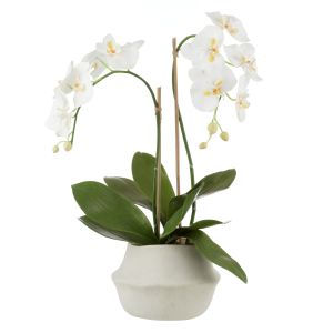 Rogue Phalaenopsis Plant-Maliah Pot White 34x34x67cm