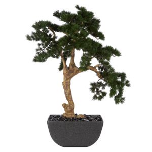 Rogue Pine Bonsai-Oslo Pot Green 80x80x170cm
