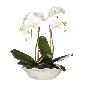 Rogue Phalaenopsis Plant-Lorient Bowl White & Green 35x35x40cm