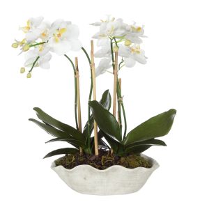 Rogue Phalaenopsis Plant-Lorient Bowl White & Green 45x45x49cm