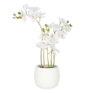 Rogue Phalaenopsis Orchid-Tub Pot White 32x20x48cm