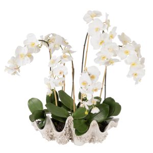 Rogue Phalaenopsis-Seychelles Clam White 52x78x74cm