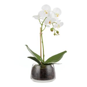 Rogue Phalaenopsis Stem-Classic Bowl White 26x26x45cm