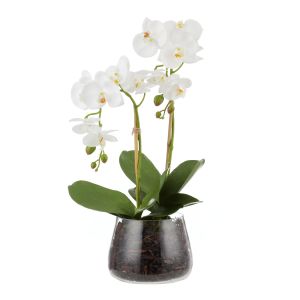 Rogue Phalaenopsis Stem-Classic Bowl White 36x36x55cm
