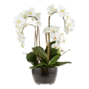 Rogue Phalaenopsis-Classic Bowl White 52x52x68cm