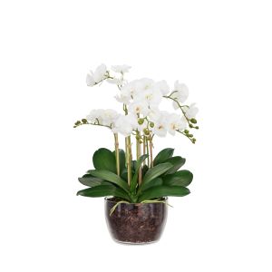 Rogue Phalaenopsis-Classic Bowl White 45x49x62cm
