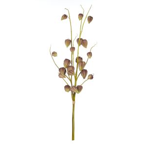 Rogue Chinese Lantern Flower Bunch Mauve 45x45x170cm