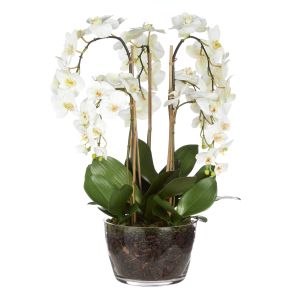 Rogue Phalaenopsis-Classic Bowl White & Green 57x57x77cm