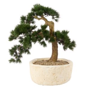 Rogue Pine Bonsai Small Textured Cement Pot Green 50x39x55cm