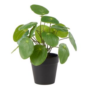 Rogue Pilea-Garden Pot Green 26x23x26cm