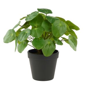 Rogue Pilea-Garden Pot Green 29x27x25cm