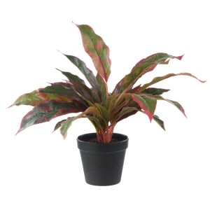 Rogue Cordyline-Garden Pot Red & Green 47x46x46cm