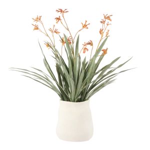 Rogue Kangaroo Paw-Malia Pot Yellow 58x58x68cm