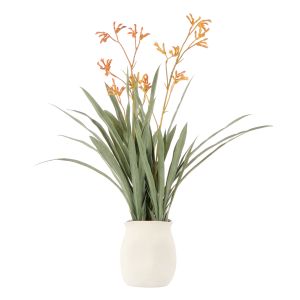 Rogue Kangaroo Paw-Maliah Pot Yellow 35x25x72cm