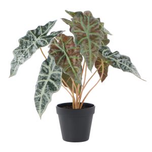 Rogue Alocasia-Garden Pot Green 33x27x46cm