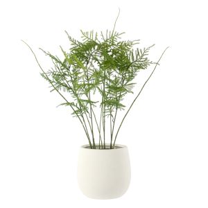 Rogue Asparagus Fern-Tub Pot Green 39x39x54cm