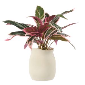 Rogue Cordyline Plant-Maliah Pot Pink & Green 45x45x39cm