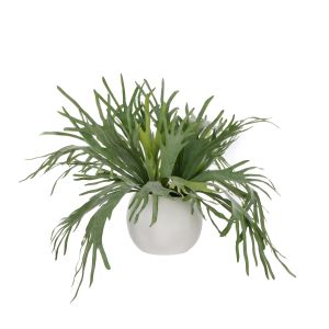 Rogue Staghorn Fern - Lyon Organic Planter Green 110x118x76cm