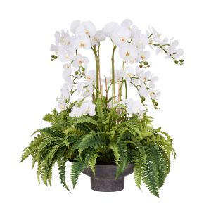 Rogue Phalaenopsis Fern - Nimes Footed Bowl White 
70x70x79cm